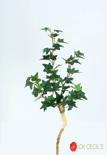 ENGLISH IVY BRANCH NAT X66X1.1 T.T. GREEN