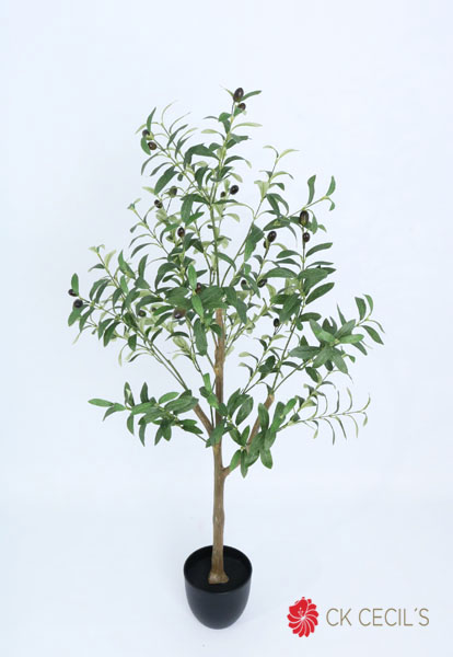 OLIVE TREE 1.20 MTS X 432 LVS