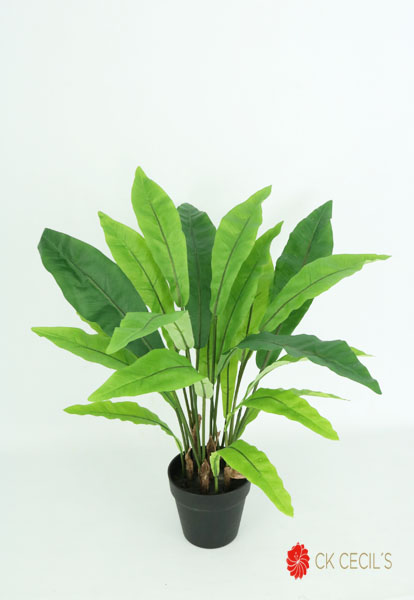 BIRD NEST FERN X21LV X60CM / GREEN VR41821