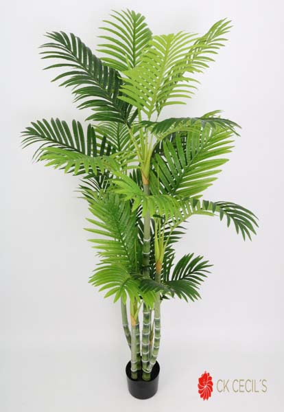 TROPICAL BIGGY NAT 24LVX1.50MT