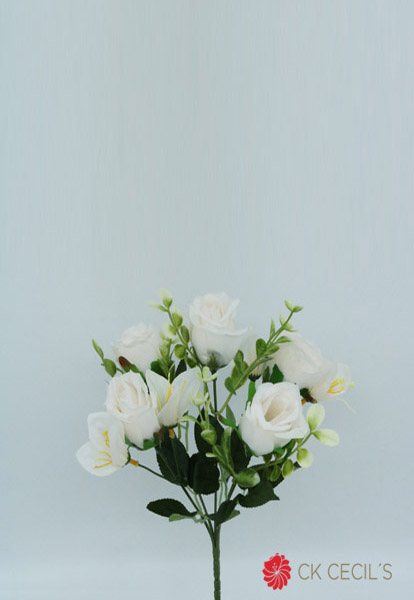 ROSE BUSH X 5  X30 CM WHITE