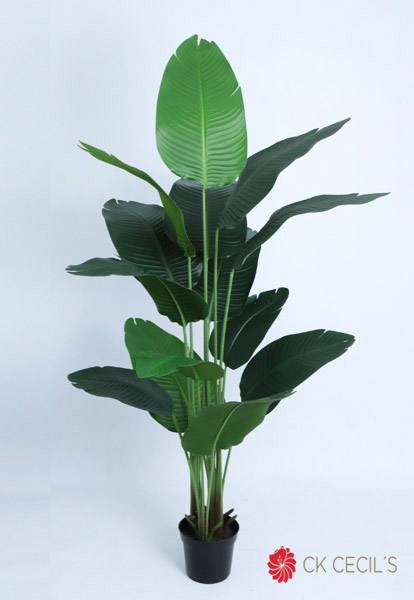 TRAVELERS PALM TREE X 1.83MTS. GREEN