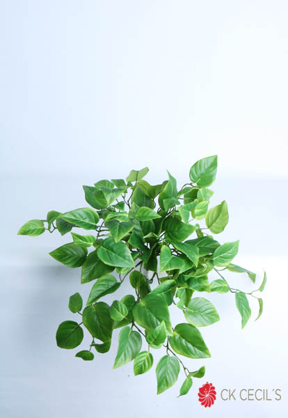 PHOTOS BUSH X 41 CM. VARIGATED