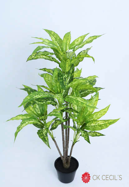 AGLAONEMA PLANT NAT X 5 X 90CM GR VI