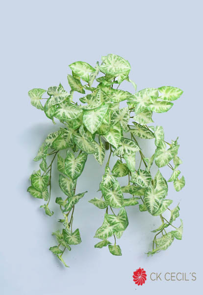 SYNGONIUM CAIDA NAT X12 X66CM. GREEN