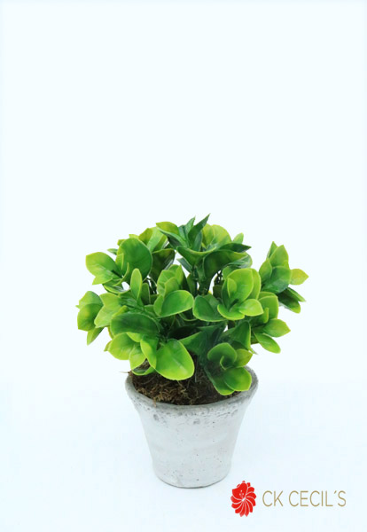 ANTIQ MC. RED. C/ANUBIAS 24X20 GREEN