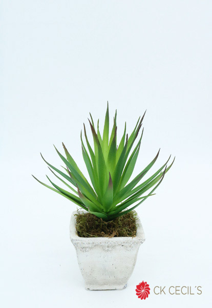 ANTIQ.TRAPECIO  C/SENECIO 8X22 GREEN