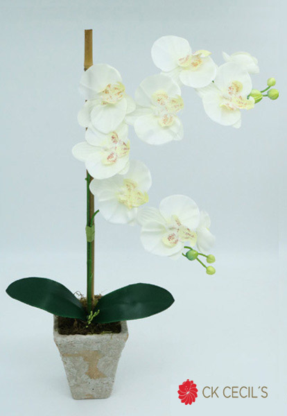 TRAP.GDE.PIEDRA ORQ.X2 50X30CM WH.