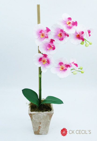 TRAP.GDE.PIEDRA ORQ.X2 50X30CM WHITE PINK