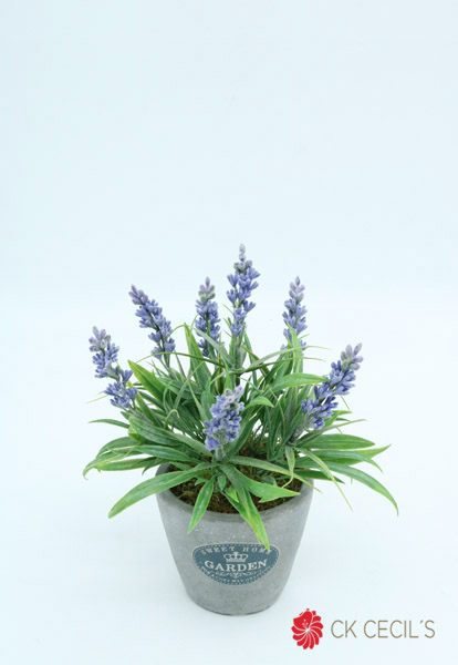 ANTIQ GREY CON LAVANDA 19X15CM LAVANDA