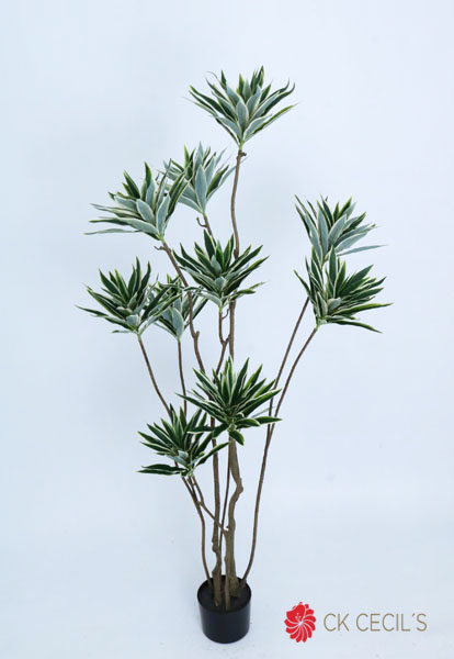 DRACENA TREE X12 X336LV.X1.50M GREEN WHITE