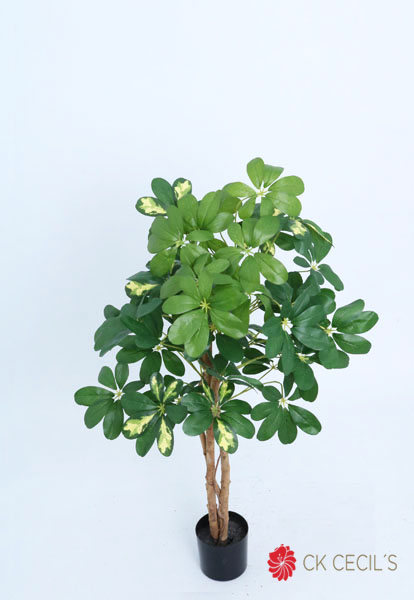 SCHEFFLERA TREE X 280LVS.X92CM T.T. GREEN