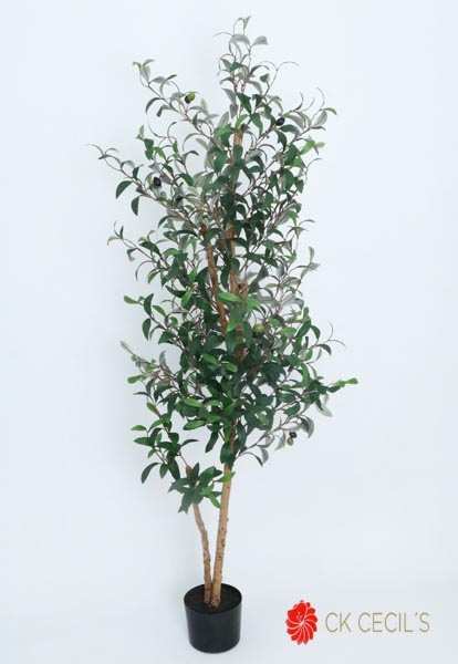 OLIVE TREE X 744 LVS. X 1.50MT T.T. GREEN