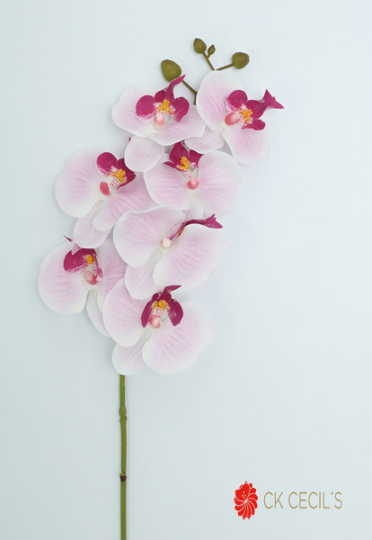 PHALEANOPSIS SPRAY 86 CM. NT BEAUTY