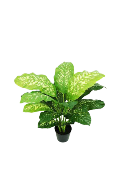 DIEFFENBACHIA NATURAL TOUCH 87 GREEN YELLOW