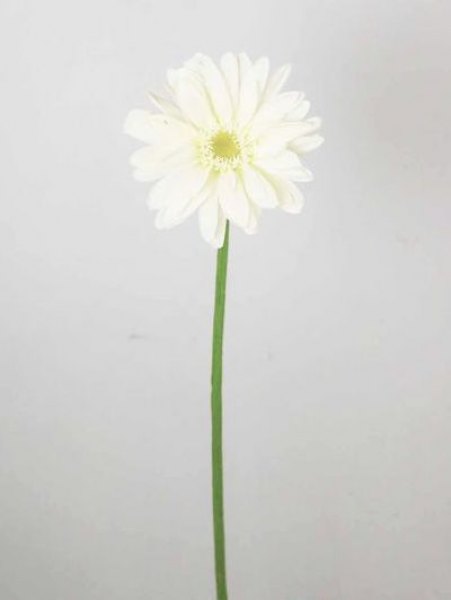 GERBERA 22 56CM CREAM