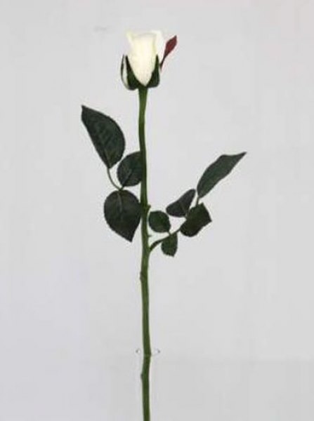 MARY ROSE BUD 57 CM (WHITE)