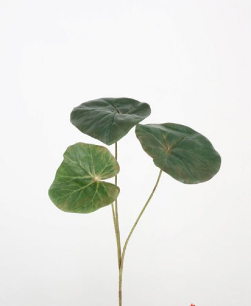 BEGONIA SPRAY 68 CM. GREEN