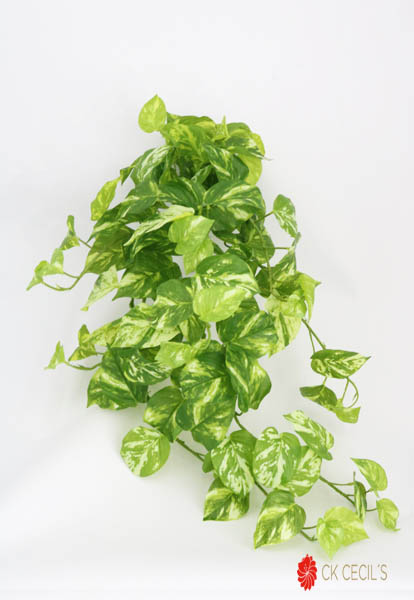 POTHOS MARBLE CAID.NAT.TOUCH15 GR/VI