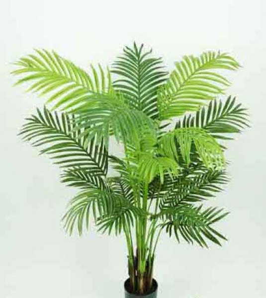 ARECA PALM NAT. 1.35MT GREEN