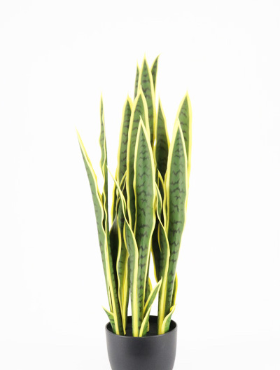 SANSEVIERIA PLANT 91CM. 29LVS. GREEN YELLOW