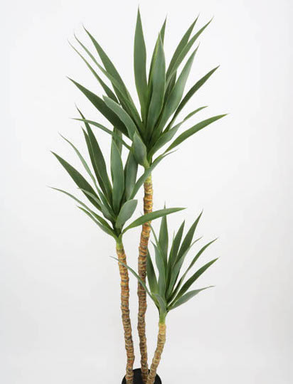 YUCCA TRUNK 1.60 MTS. 42 LVS. T.T. GREEN