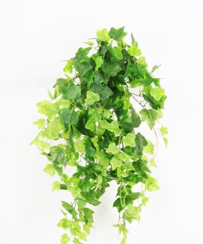 ENGLISH IVY NAT X 13 X 303 LVS 89 CM      (T.T. GREEN)