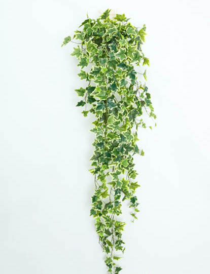 IVY HANGING BUSH X370LV 1.80MT VARIEGATED