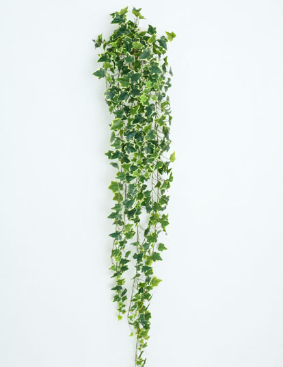 IVY HANGING BUSH X 423 LV 1.83M (VARIEGATED)