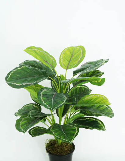 CALATHEA NAT.TOUCH X6 29LVS