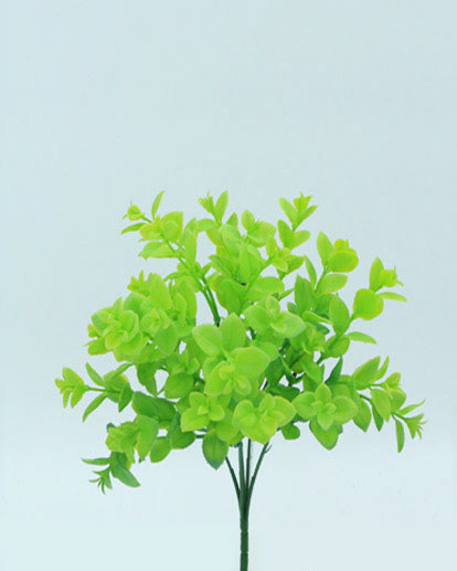 PILEA BUSH 31 CM. LIGH GREEN