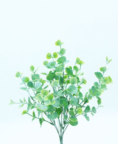 PEPEROMIA BUSH X 7 34 CM. WHITE GREEN