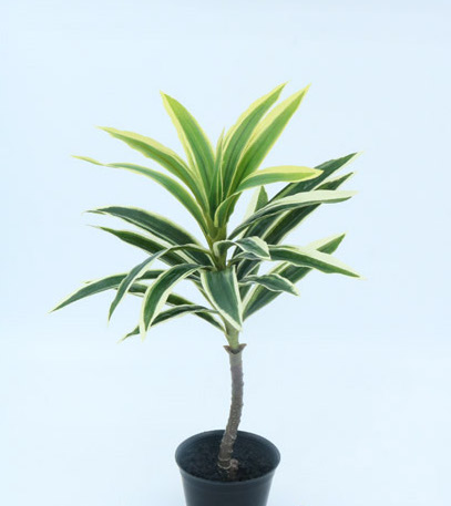 DRACAENA MINI NAT X 38 CM GREEN/CREAM