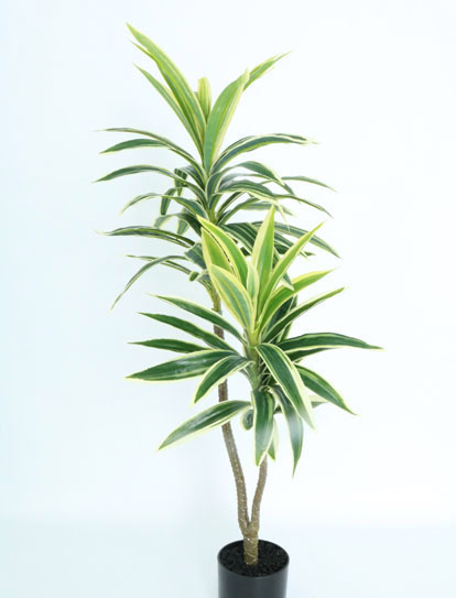 DRACENA MINI NAT X 73 CM