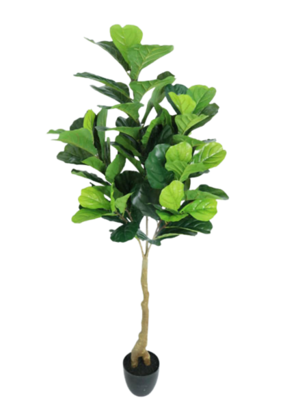 FIDDLE TREE NAT X 1.50 MTS