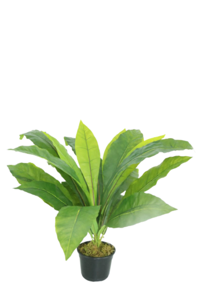 BIRD NEST FERN NAT X 20 X 54 CM