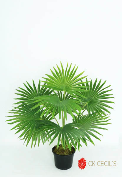 FOUNTAIN PALM NAT X 55 CM