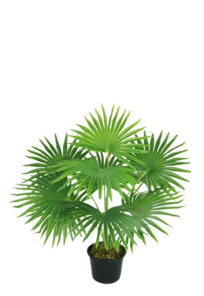 FOUNTAIN PALM NAT X 55 CM