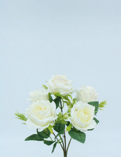 ROSE BUSH X 5FL X 30CM CREAM