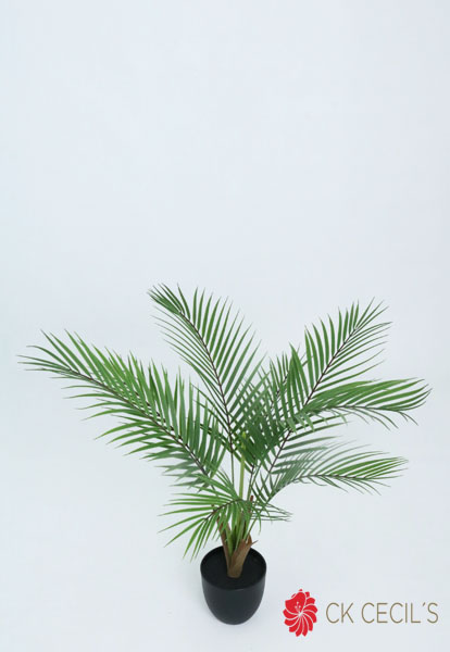 KENTIA PALM TREE 60 CM. X 8LVS T.T. GREEN