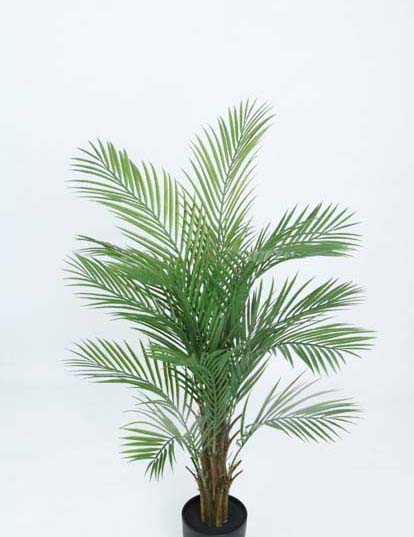 KENTIA PALM TREE 1.27MTR.X16LV T.T. GREEN