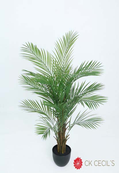 KENTIA PALM TREE 1.27MTR.X16LV T.T. GREEN