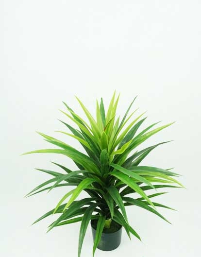 YUCCA PLANT 77 CM. GREEN