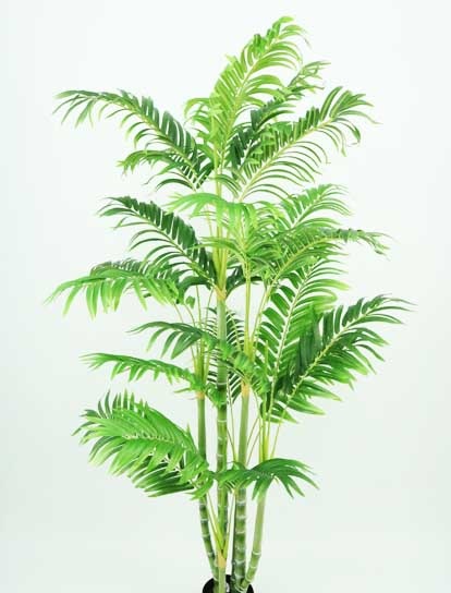 ARECA PALM TREE 840 LVS 1.52MTS