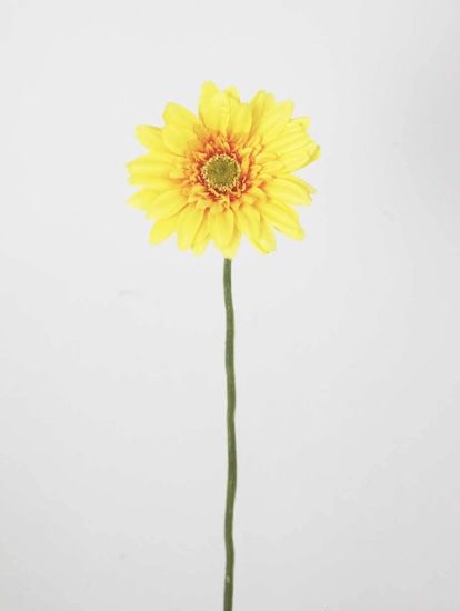 GERBERA DAISY X 1 GO/YE