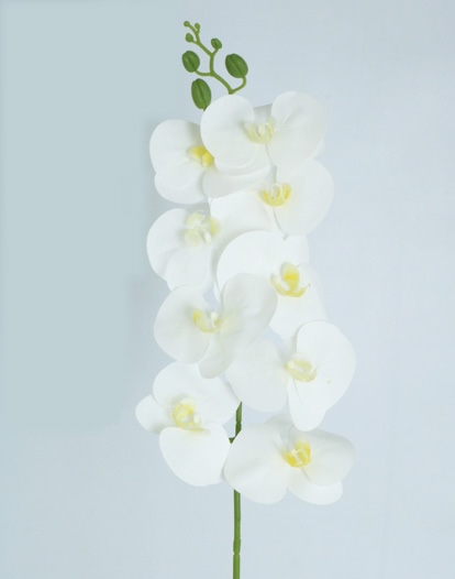 PHALEANOPSIS 94 CM WHITE YELLOW