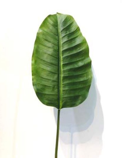 BANANA LEAF  1MT. NT GREEN