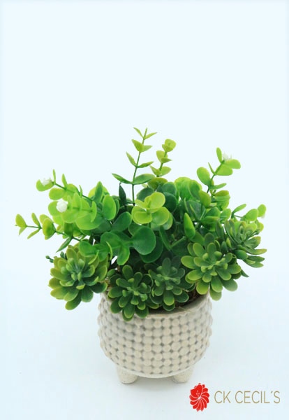 MC.CER.C/PIE MIX SEDUM 16X20CM CREAM GREEN