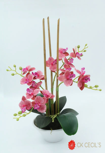 PLASTIC CONCAVO C/PHALEANOPSIS BEAUTY