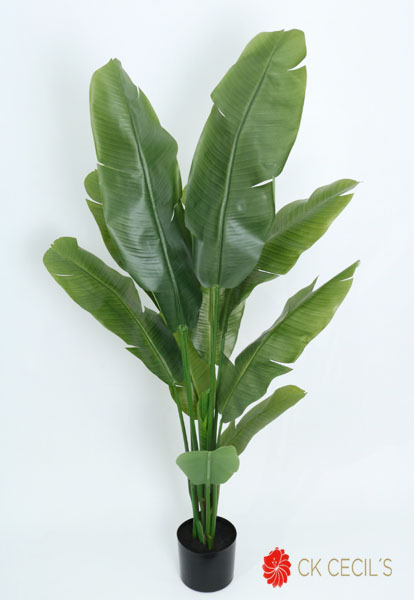 BANANA LEAF PLANT 150 CM.